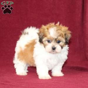 Allspice, Teddy Bear Puppy